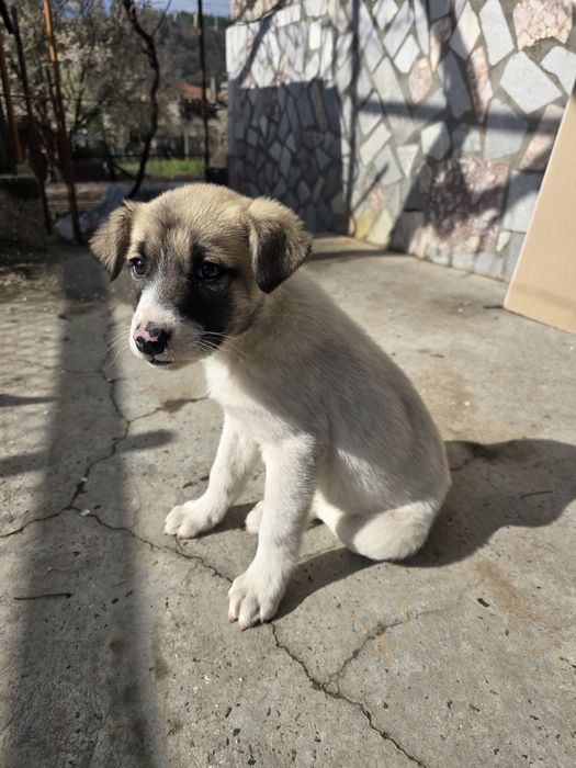 Бебе Кученце  2м