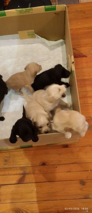 Подарявам кокершпаньолчета