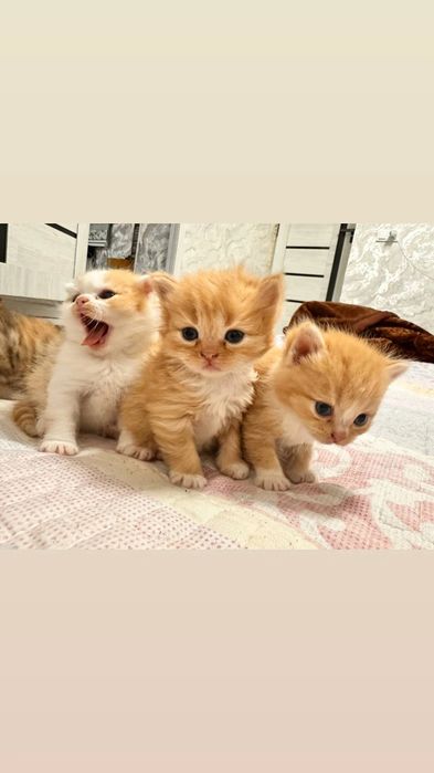 Кошка продается два месяца