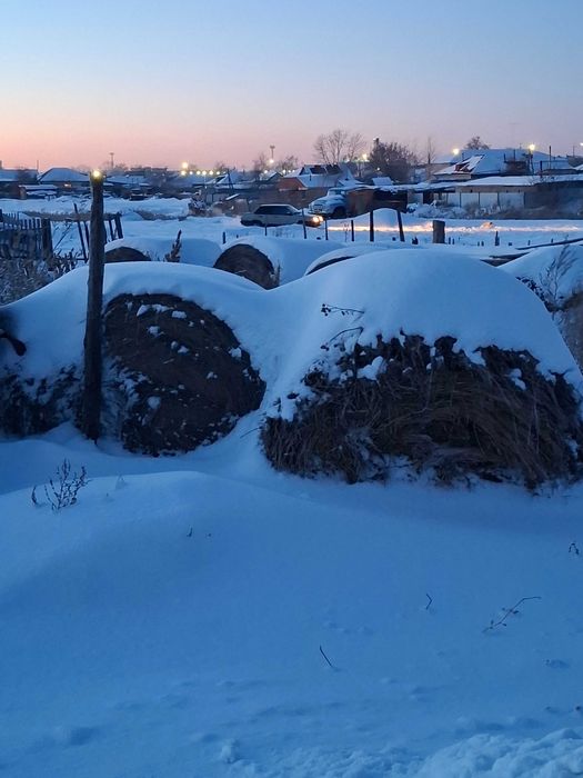 Сено в тюках хорошее