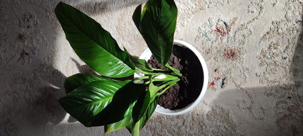 Үйде өсетін гүдер