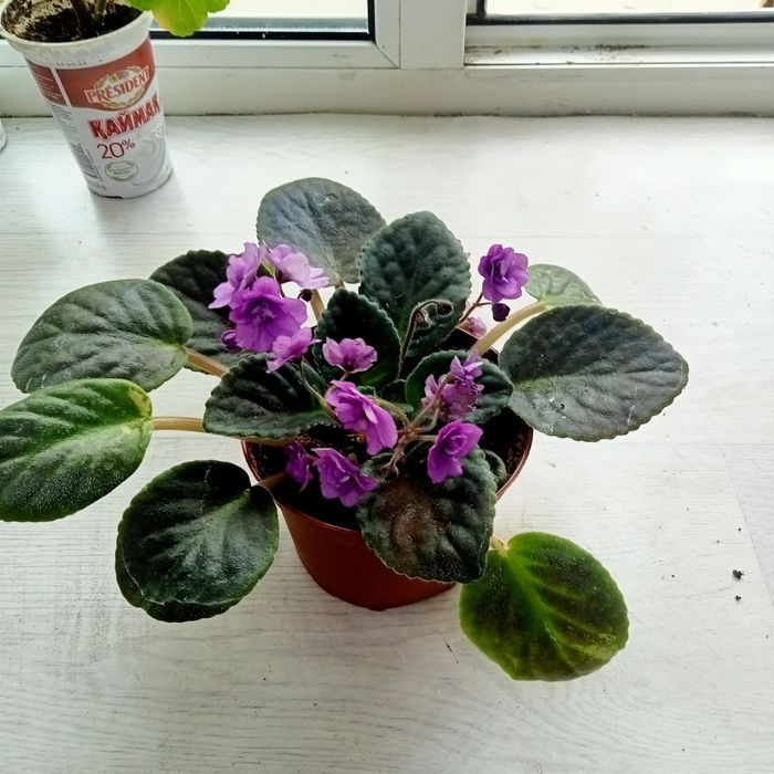 Продам комнатные растения