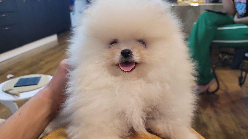 Pomeranian fetiță vis