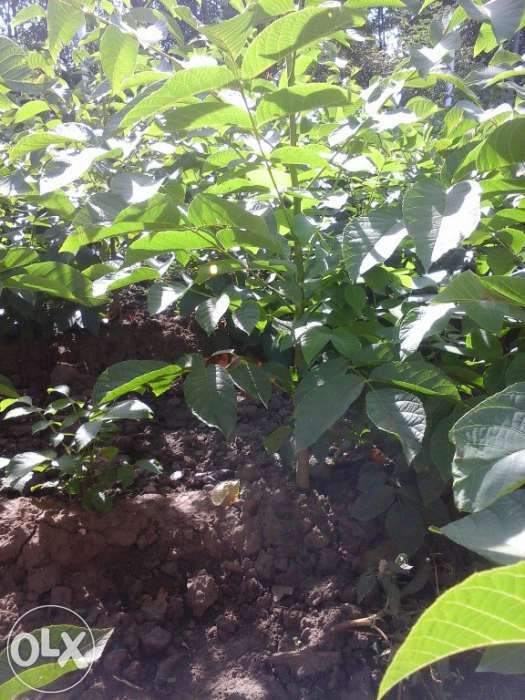 Nuci altoiti miroslava,anica,ovidiu