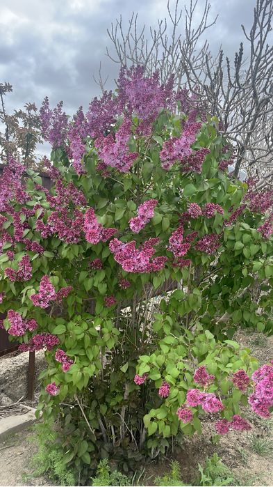 апрельскийй сирень