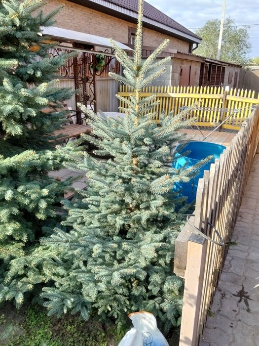 Ели голубые разной высоты
