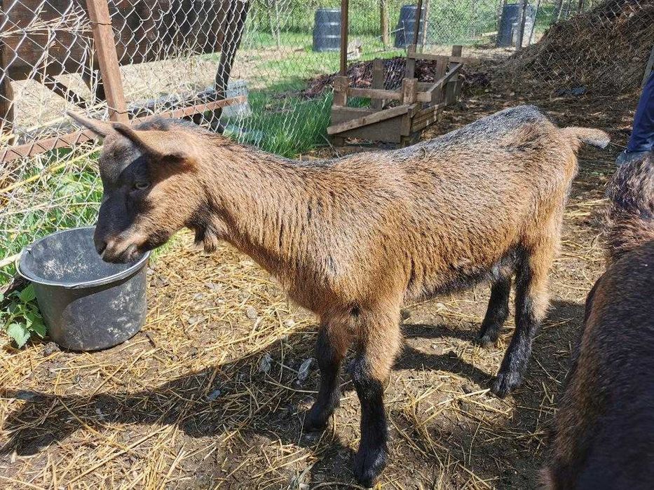 Iezi alpină franceză
