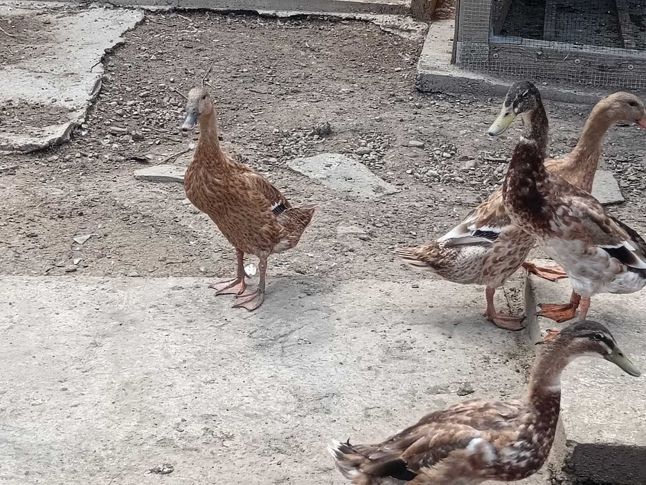 Патици - индийски бегачи