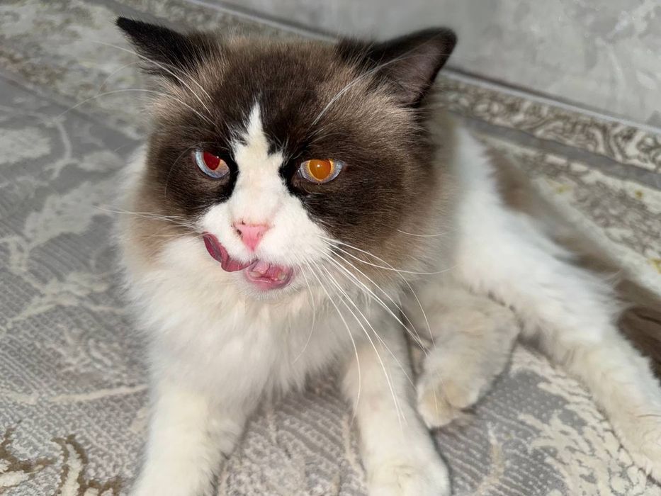 Элитная пара Regdoll с голубыми глазами