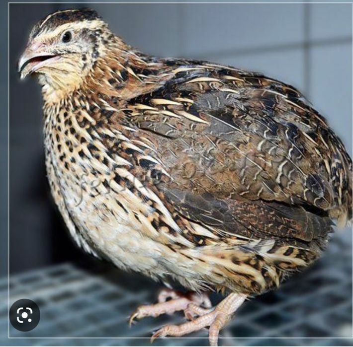 Продам инкубационные перепеленые яйца.