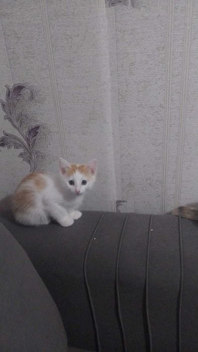 Пристраиваются обворожительные девочки