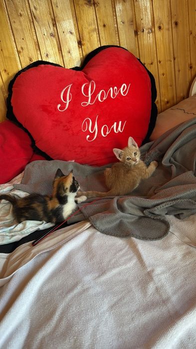 Pisici mici spre adoptie