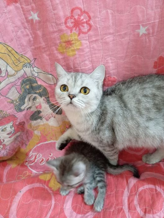 Shinshila mushuklar sotiladi