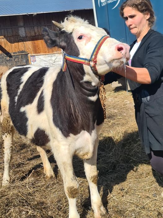 Vând vitele una de 8 luni , una de 10 luni