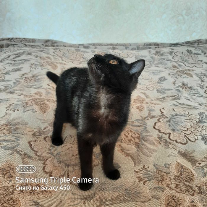 Отдам котёнка в хорошие руки