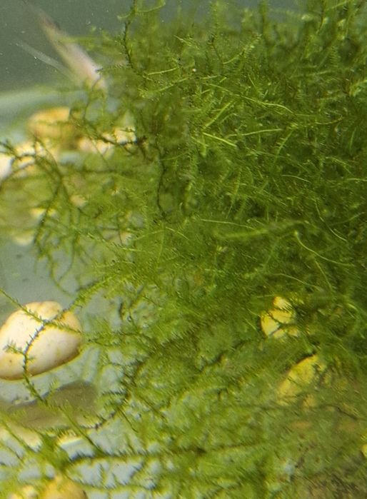 Аквариумные растение,akvarium usimliklari.