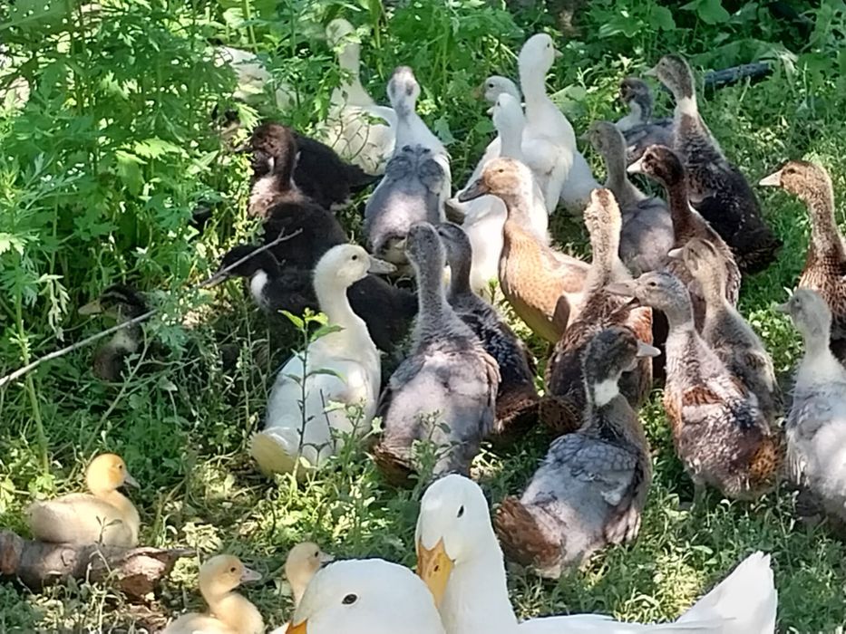 Rațe Pekin și Rațe Leșești (Mute) + Boboci – Diverse vârste
