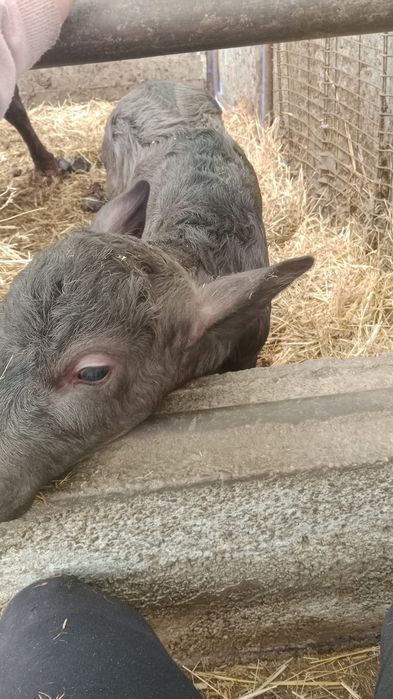 Viței bilol bivoli bivolițe