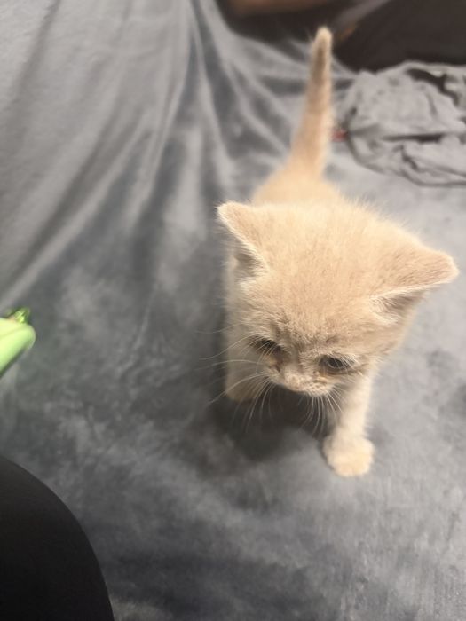 Отдам котенка в добрые руки