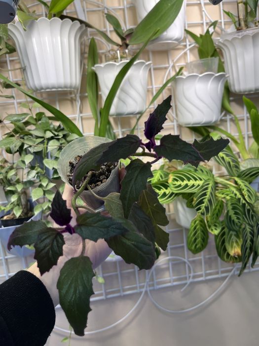 Цветок Гинура лиана