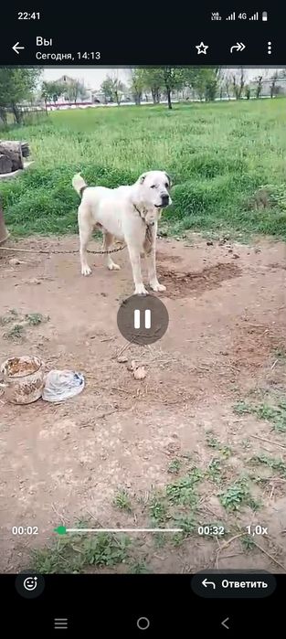 Собака алабай жаксы