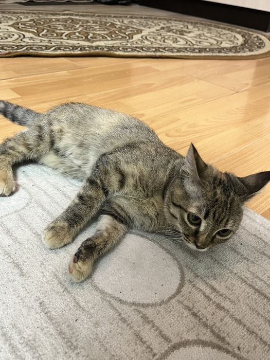 Котенок трехцветный. Девочка