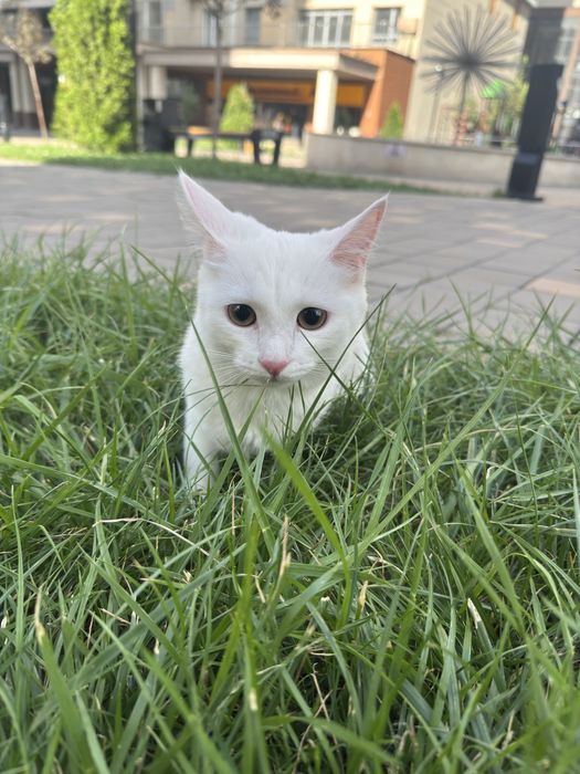 Отдам котёнка бесплатно
