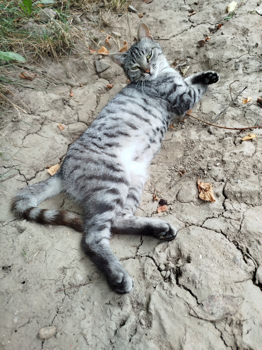Отдам стерилизованную кошку