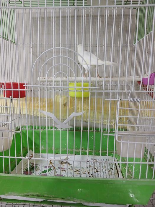 Канарейка 1 жуфт ва 1 дона