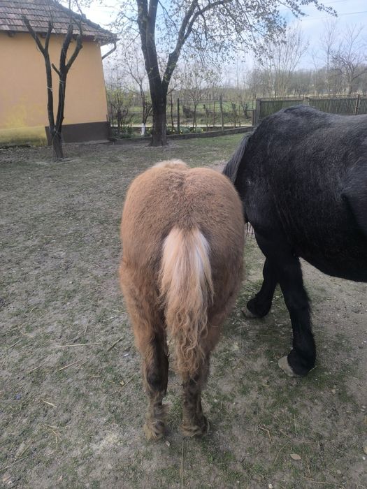 Mânz din rasa semigreu