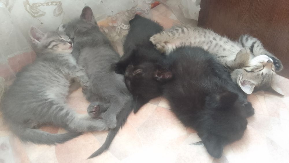 Раздам котят рождены в мае.