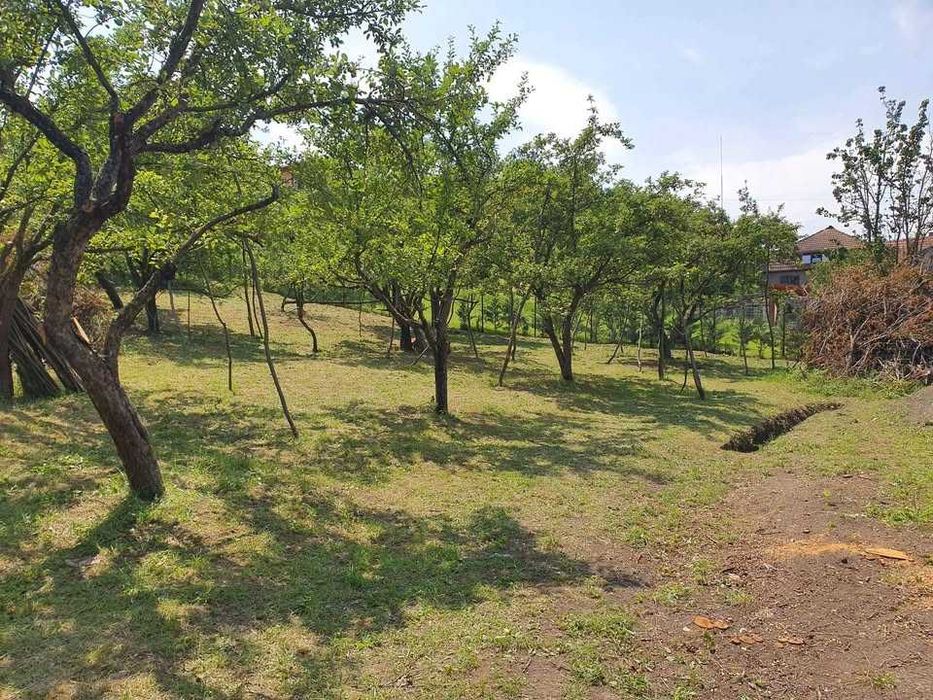 Corcoduse bio galbene (acrișoare) si rosi ( dulci ) nestropite