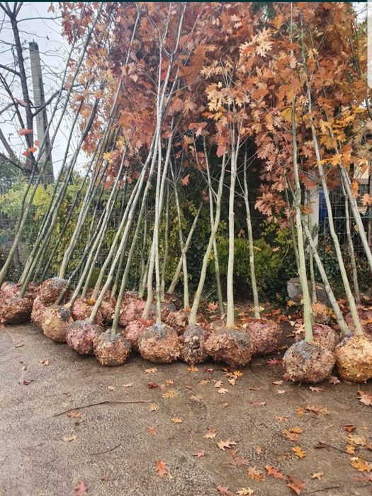 Mesteacăn coaja alba 2m-5m/ tei, stejar, platan, carpen/ catalpa