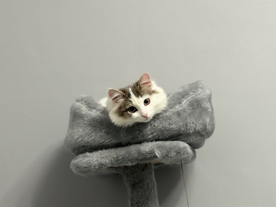 Кошка 5 месяцев отдам в добрые руки