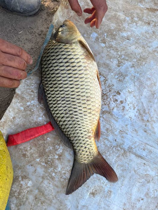 Сазан / Толстолоб / Беламур — сифатли ва ширин балиқлар!