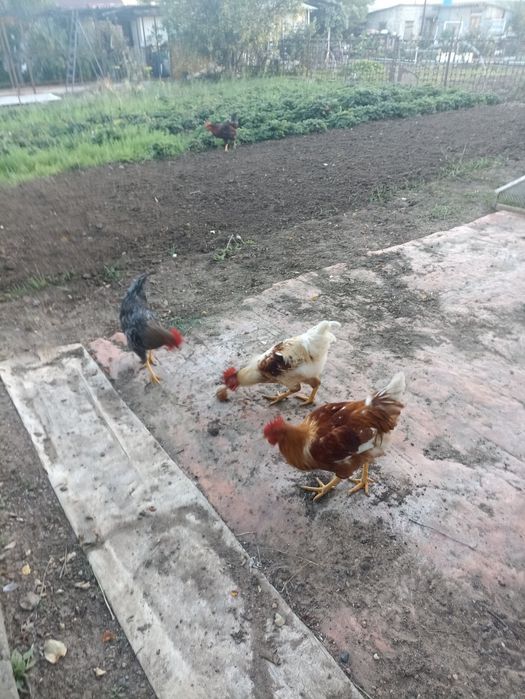 Продам молодых петухов возраст шесть месяцев..