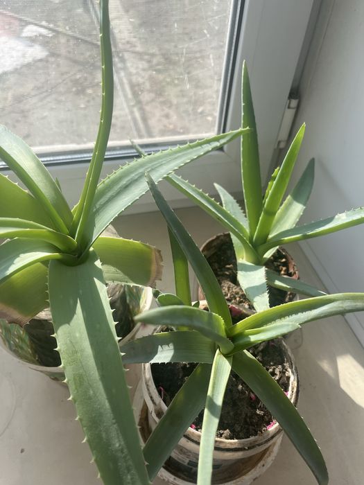 Цветы Алои , герань , золотой ус