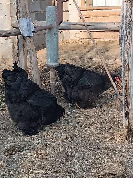 Продам  кур породы брама