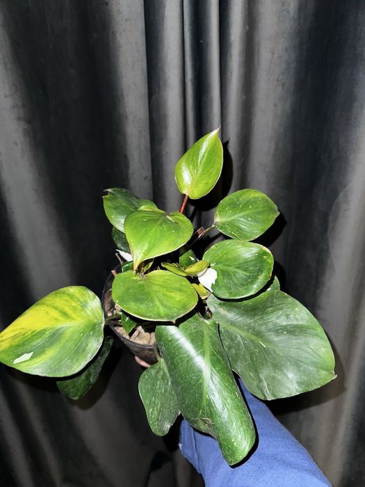 Филодендроны, монстера