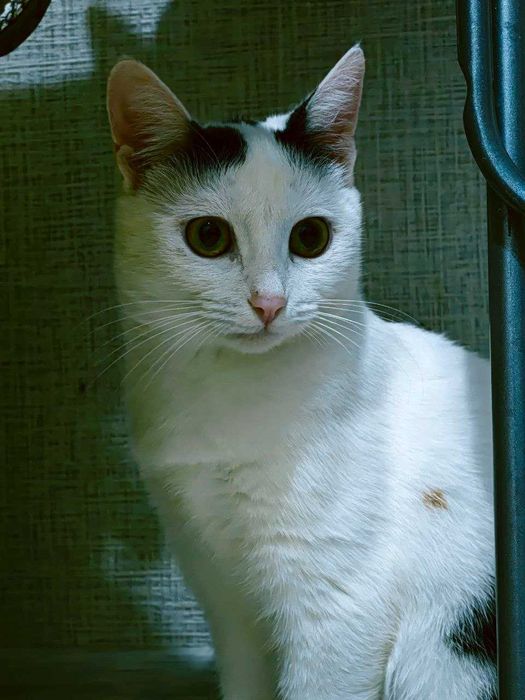 Кошка, стерилизованная