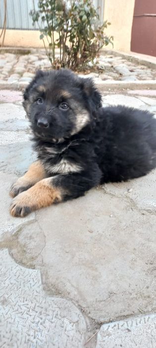 Щенок немецкой овчарки