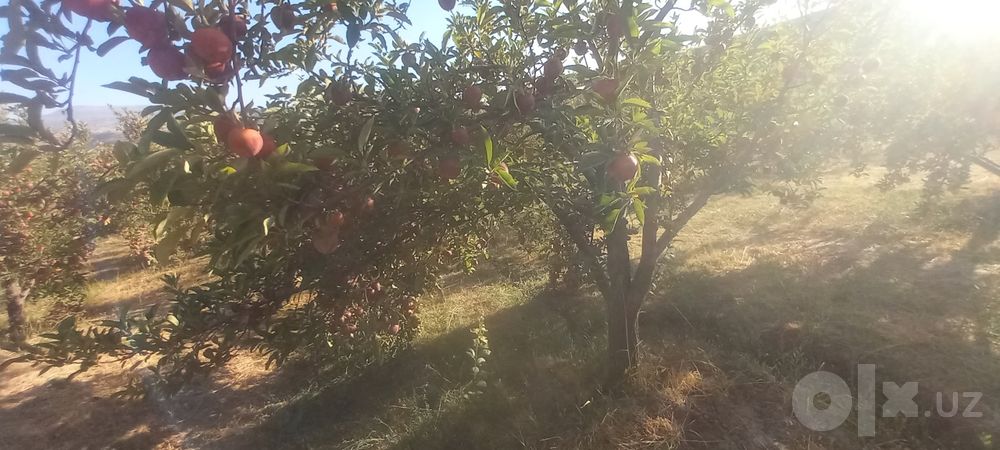 Olma sifati yaxshi narxini telda kelishamiz