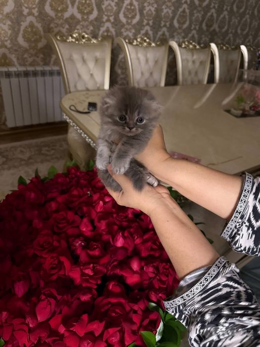 Котёнок на продажу