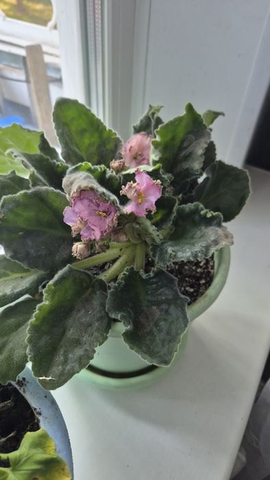 Продам фиалку 2500