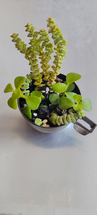 Суккуленты,  разные, кактусы