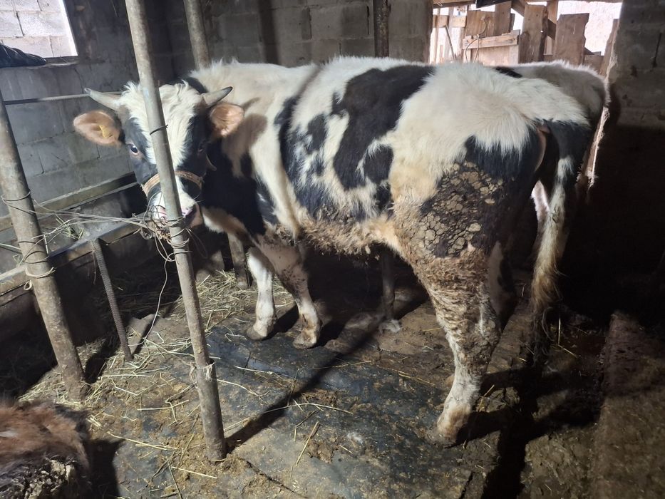 продам бычков домашние