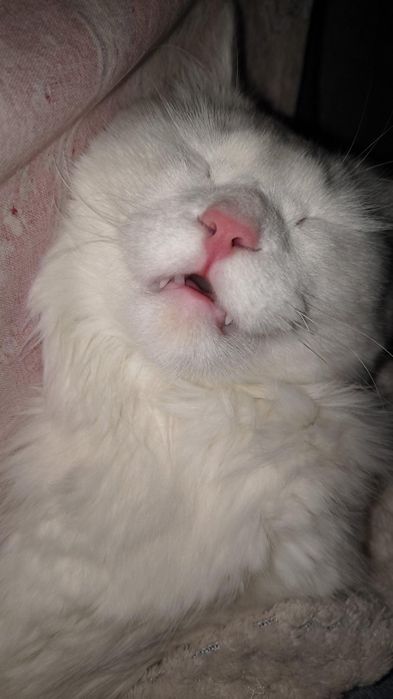 Отдам кота в хорошие руки ,