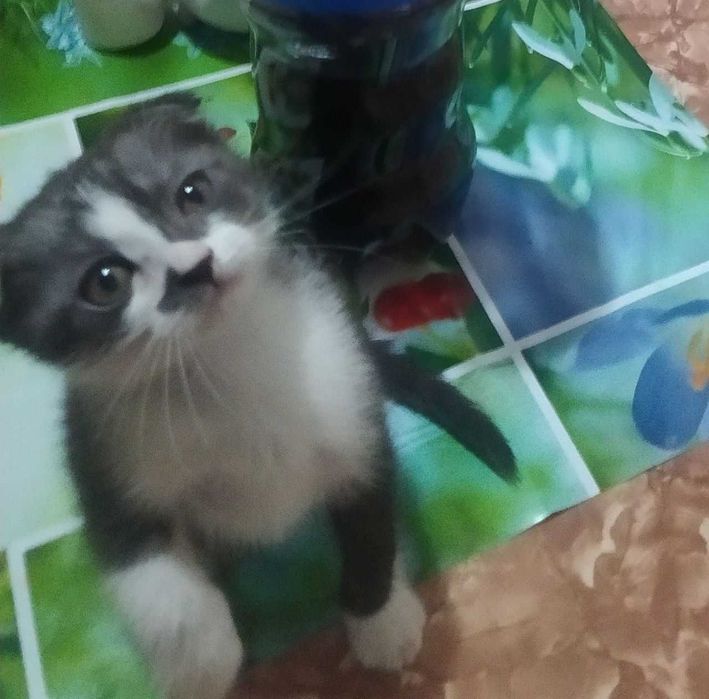 Scotish fold bolasi 2 yosh Скотиш фолд 2 лет