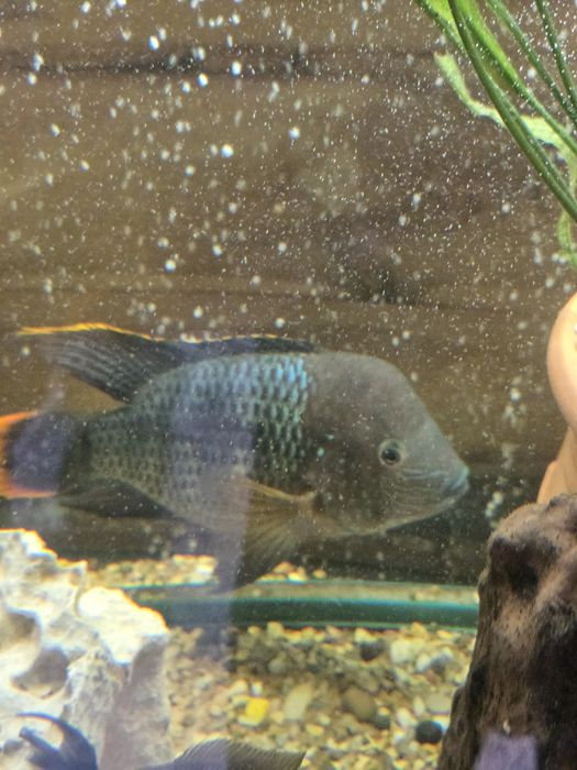 Продам Акару березовую