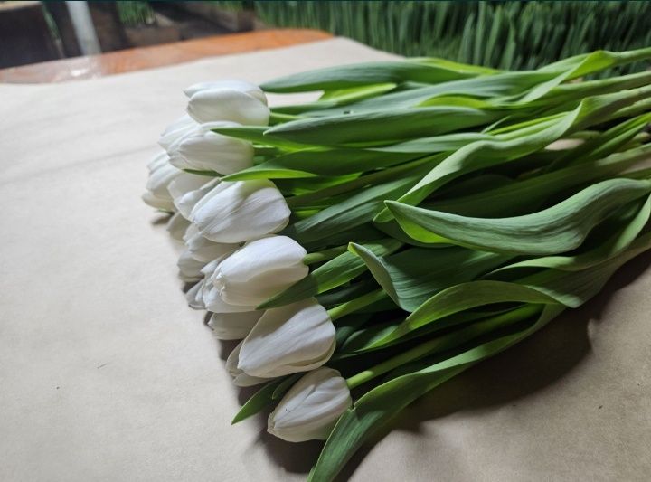 Тюльпаны оптом и розницу